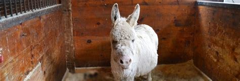 Baby Alert! Mini-Donkey Gives Birth to Healthy Baby - Animal Rescue ...