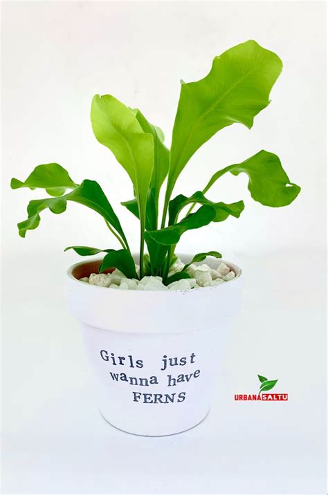 Plant Puns | Plant puns, Plant pot design, Plants