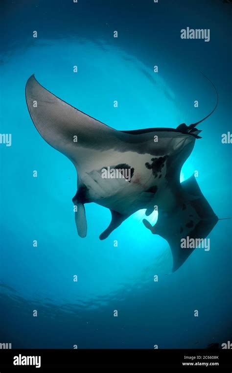 Pelagic manta ray manta birostris hi-res stock photography and images