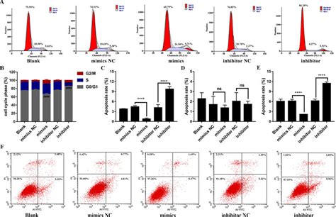 Effects Of Mir 483 3p On Apoptosis And Cell Cycle Of Hfls Ra Cells