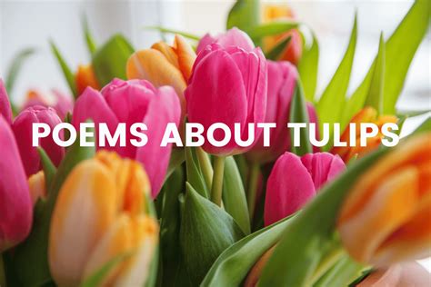 50 Poems About Tulips The Teaching Couple