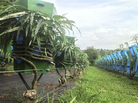 About Us - Full GrownFull Grown