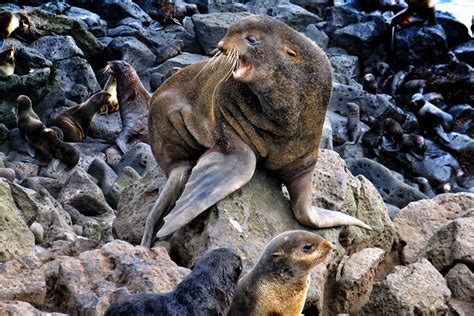 Northern Fur Seal Research in Alaska | NOAA Fisheries