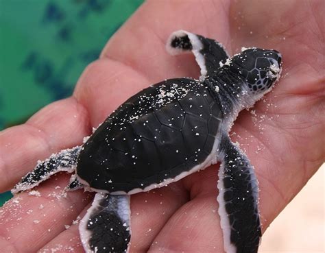 Alles über Grüne Schildkröte oder Chelonia mydas