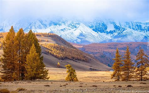 Altai siberia rusia otoño rusia niebla montañas árboles Fondo