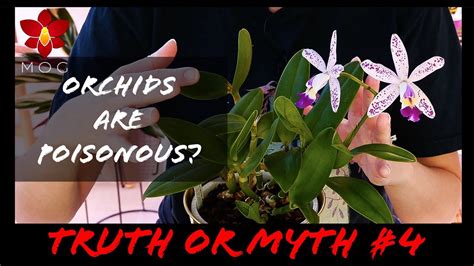 Missorchidgirl Myth Or Truth 4 Orchids Are Poisonous Humidity Trays Don T Work