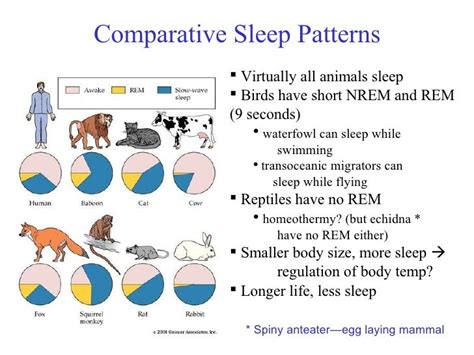 Circadian Rhythms Sleep Waking Cycle