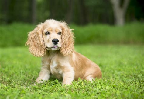 Cocker Spaniel Ingl S Caracter Sticas Da Ra A E Como Cuidar