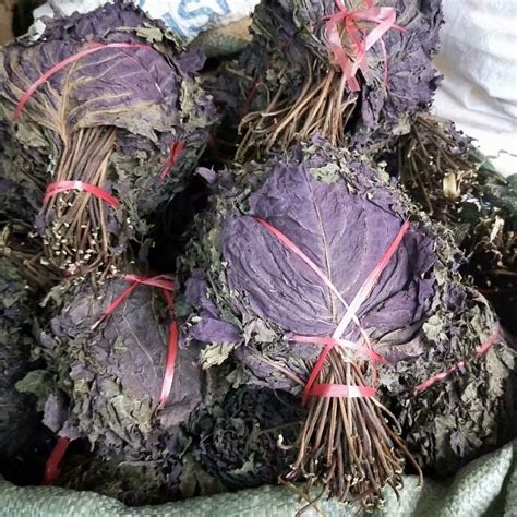 perilla leaves-Chinese Spices and herbs Wholesale Exporter