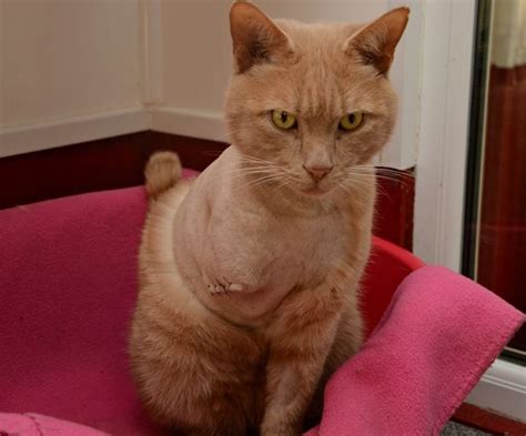 St Blazey Shotgun Attack Cat Has Leg Amputated Bbc News