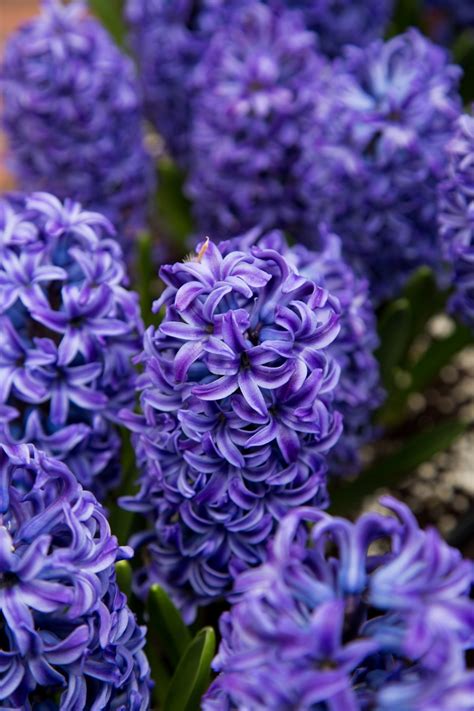 Hyazinthen-Blumen Kostenloses Stock Bild - Public Domain Pictures