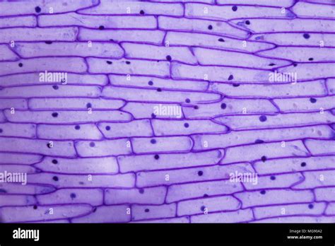 Cellula Vegetale Di Cipolla Immagini E Fotografie Stock Ad Alta