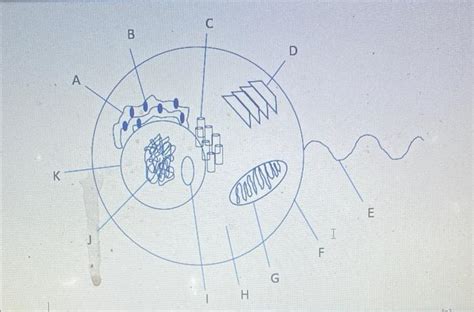 Solved 26) Label the following parts on the eukaryotic cell | Chegg.com 