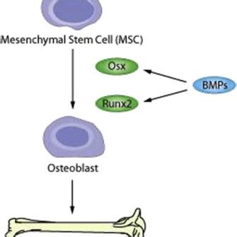 Bone Morphogenetic Proteins Signal Via The Smad Dependent Pathway