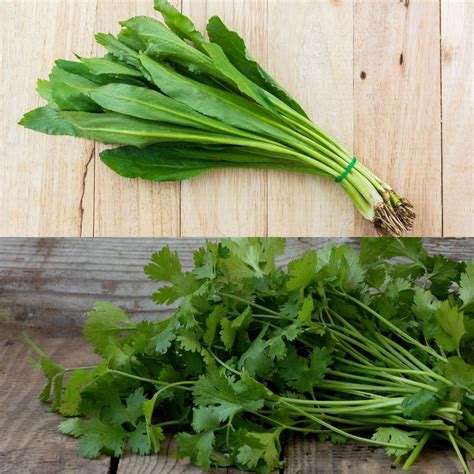 Culantro VS Cilantro - 3 Ways They Differ, And How To Use Them - Foodiosity