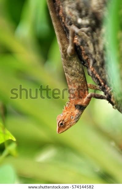 Draco Lizard Cicak Kubin On Tree Stock Photo 574144582 Shutterstock