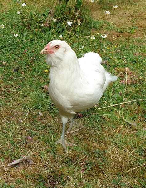 Araucana Chickens | Araucana For Sale