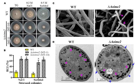 Figure 1 From Protein Kinase Ime2 Is Required For Mycelial Growth