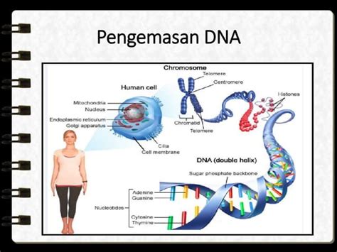 Kromosom Gen Dan Dna