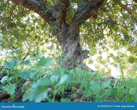 Curv and curv stock image. Image of sunlight, produce - 202356763