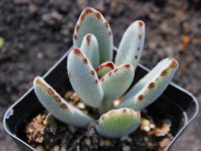 Наиболее популярные виды каланхоэ — FloraPrice.Ru