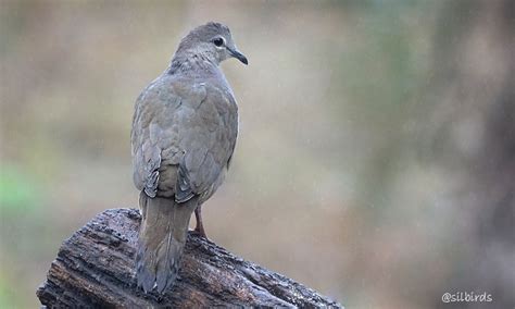 Ebird Argentina Checklist Sep Reserva Natural Privada Eco