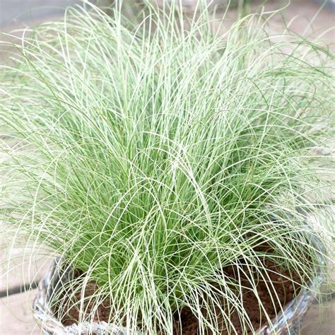 Carex Frosted Curls Plants For Sale Free Uk Delivery Over £50