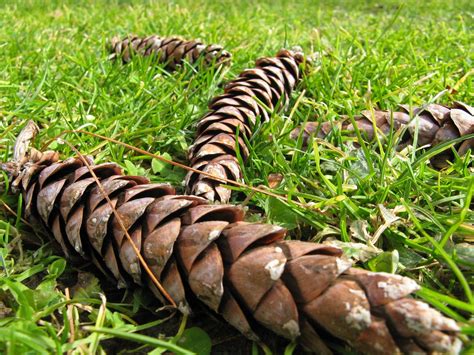 Pine Cones Free Photo Download | FreeImages