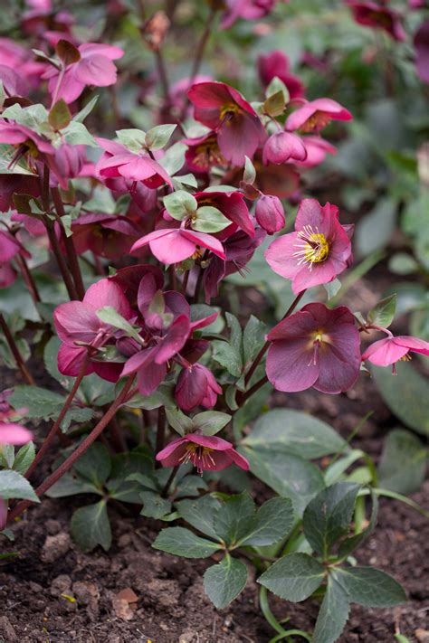 Helleborus Rodney Davey Marbled Group Annas Red Abcrd02 Pbr