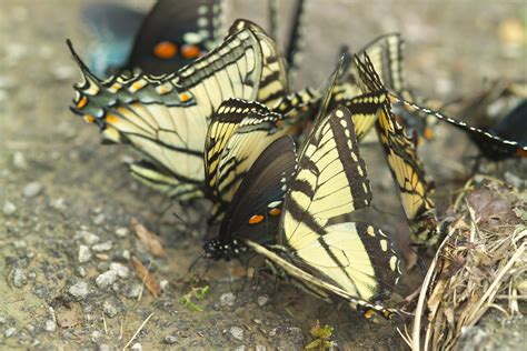 Society Of Kentucky Lepidopterists