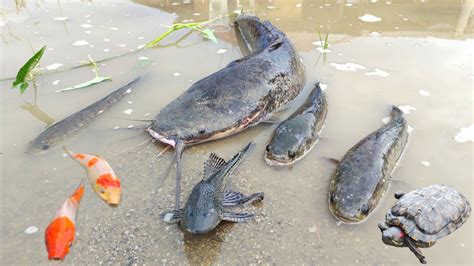 Menangkap Ikan Toman Dan Menemukan Ikan Lele Raksasa Ikan Cupang Ikan