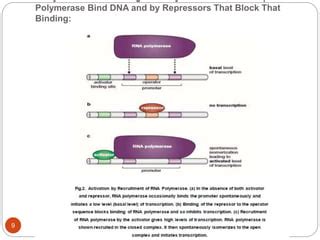 Gene regulation in prokaryotes | PPT