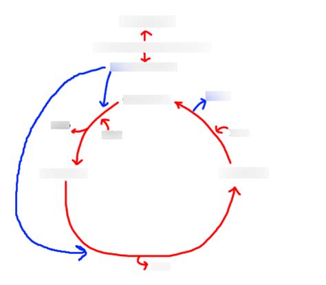 Ornithine cycle Diagram | Quizlet