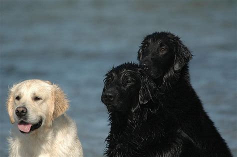 Black Golden Retriever Dog Breed: Stunning Facts, Origin & History ...