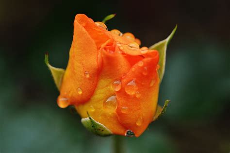 Immagini Belle Natura Fiorire Foglia Petalo Fioritura Colore