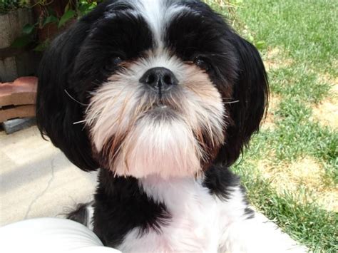 List Of Shih Tzu Mix Black And White 1