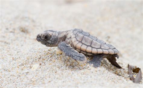 Nuevo Método Para Conocer El Sexo De Las Tortugas Marinas