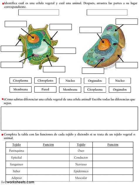 Las C Lulas Ficha Interactiva Y Descargable Puedes Hacer Los