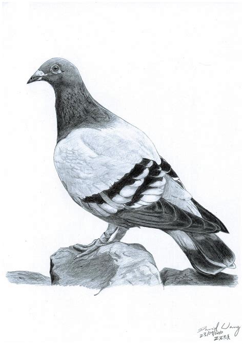 Pigeon - Drawing Skill