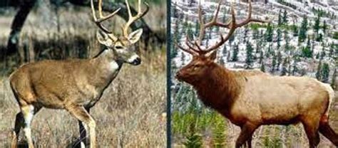 What Is The Difference Between An Elk And A Reindeer • Support Wild