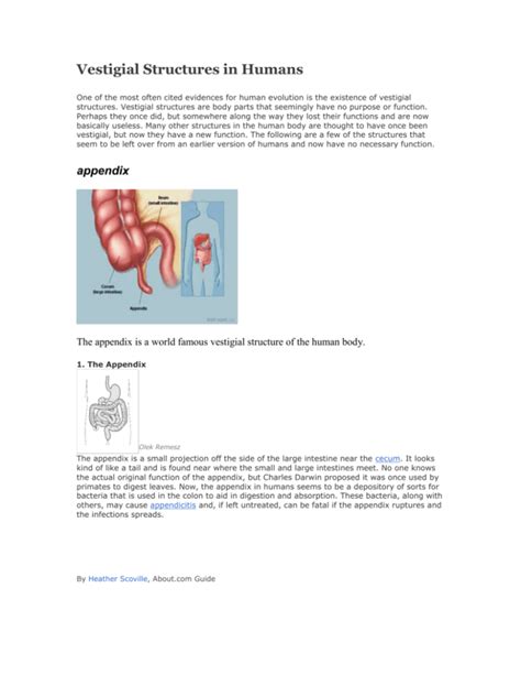 Vestigial Structures In Humans