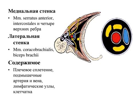 Функциональная анатомия мышц конечностей - презентация онлайн
