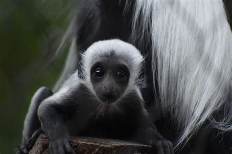 Greenville Zoo welcomes healthy baby monkey