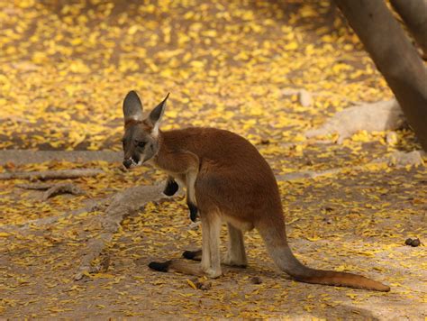 » Macropus giganteus (Gray Kangaroo)