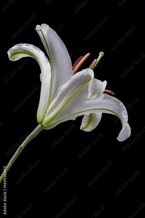 Single White Lily Flower Against Black Background Stock Photo Adobe Stock