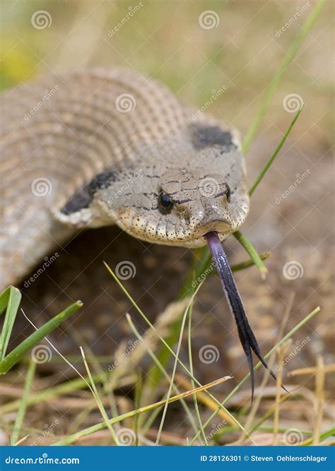 Snake with long tongue stock image. Image of scary, herpetology - 28126301