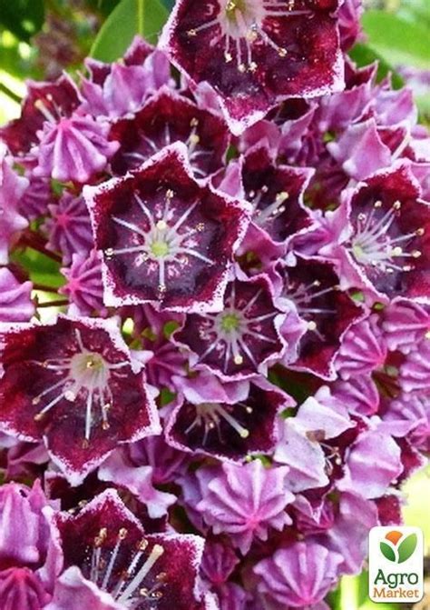 Кальмия latifolia "Latchmin" - Цветущие - купить в Одессе, Украине по ...