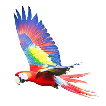 Isolated Scarlet Macaw Parrot Flying On Transparent, Parrot, Bird ...