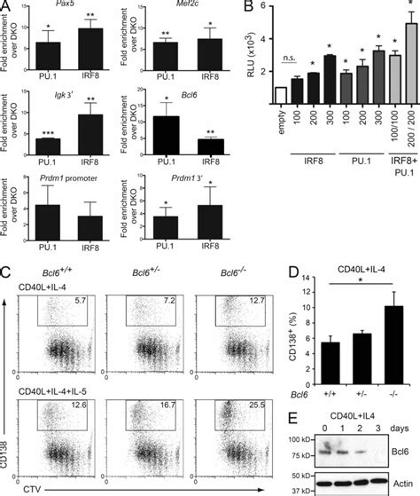 Direct Regulation Of The B Cell Differentiation Program By Irf And