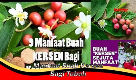 Temukan 5 Manfaat Buah Kersen Yang Jarang Diketahui Biotifor